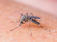 Zika virus: Co o něm víme? A máme se bát?